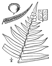 drawing of diplazium pycnocarpon plant parts